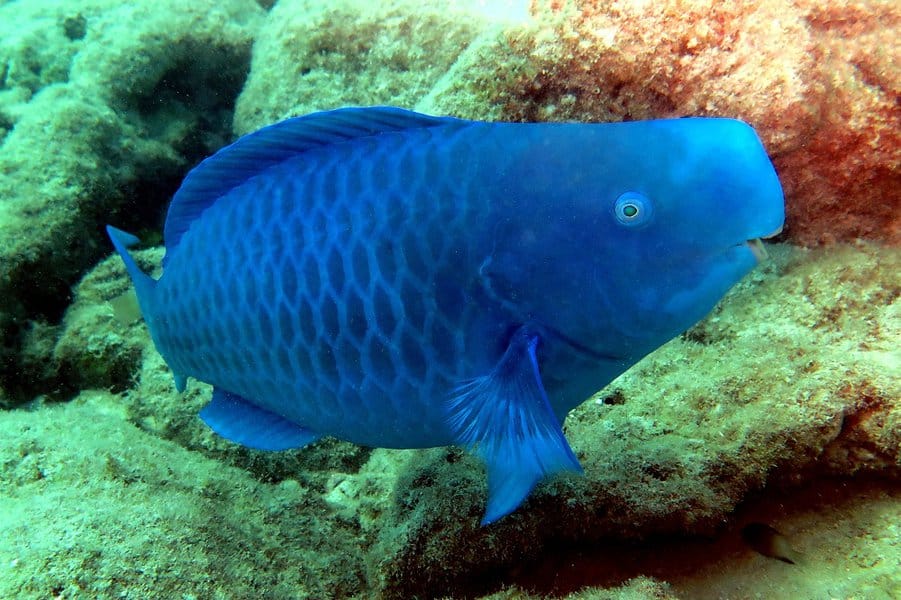 蓝鹦嘴鱼