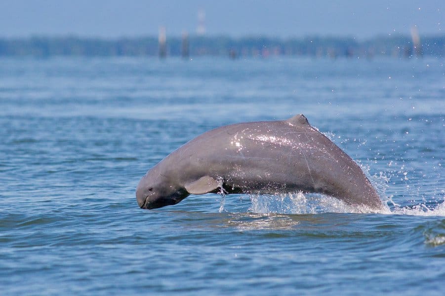 伊洛瓦底海豚