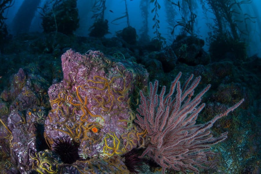 关于海底的10个惊人事实